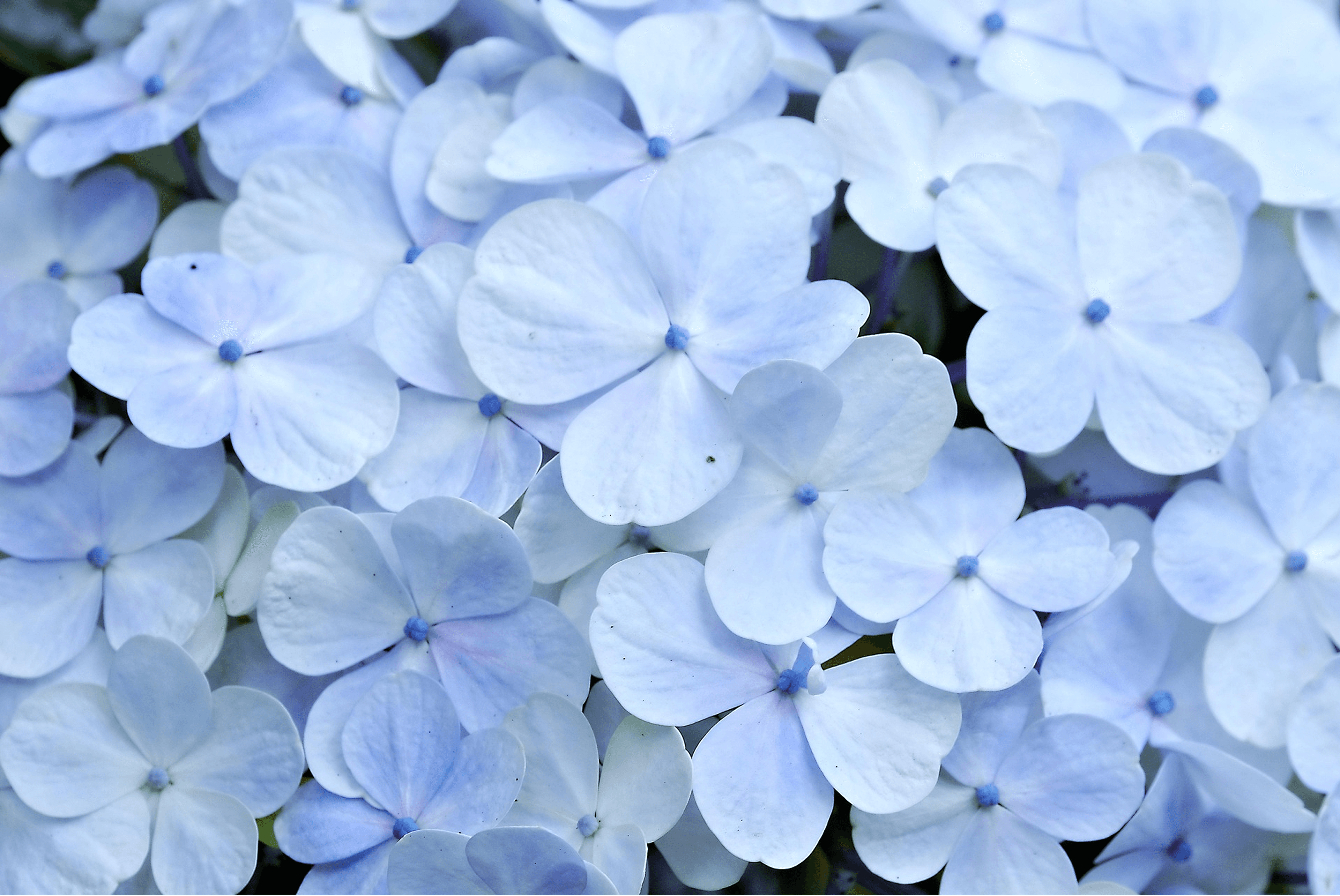 A background image of a close up of hydrangeas